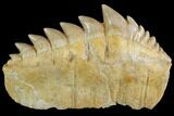 Fossil Cow Shark (Hexanchus) Tooth - Morocco #92625-1